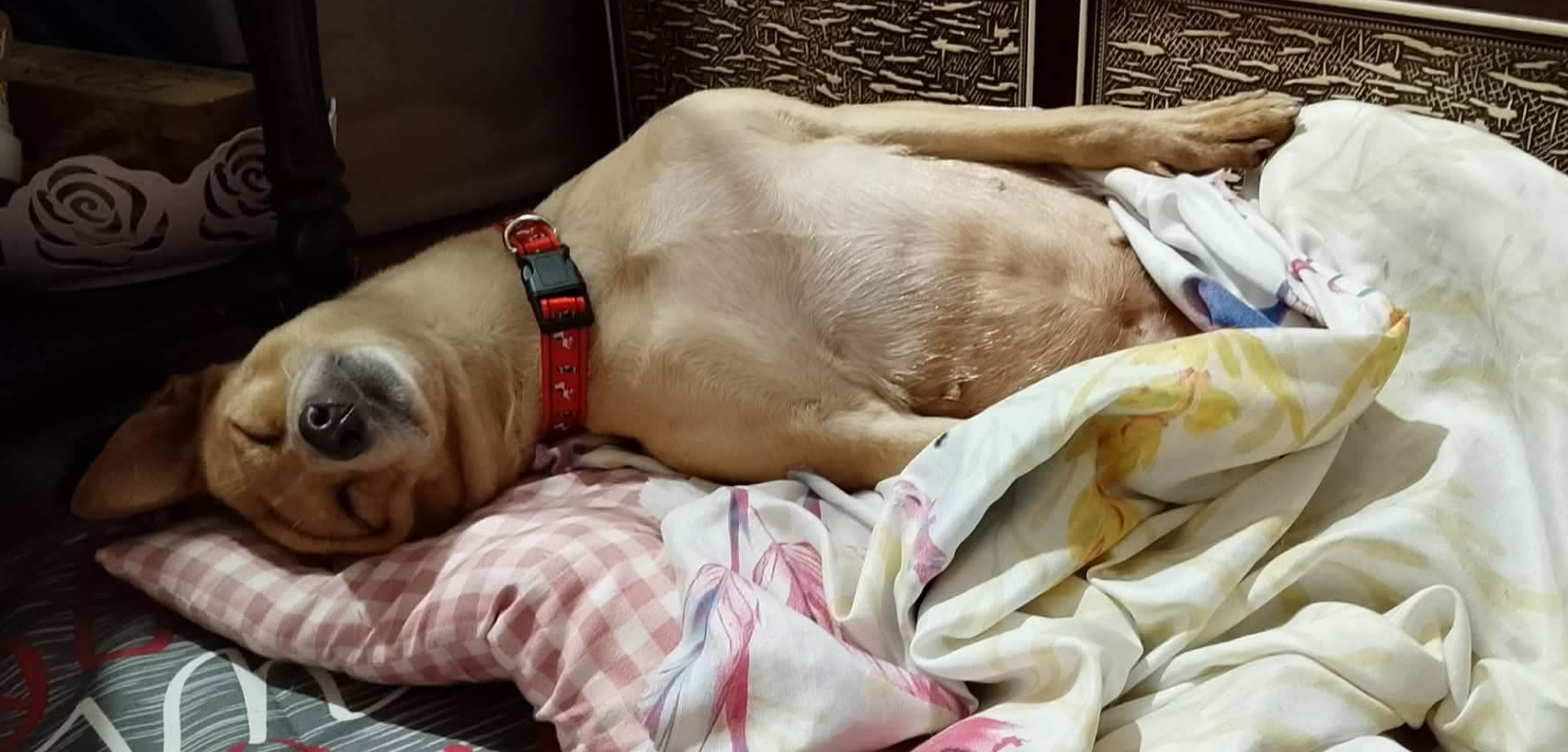 Loyal Dog Returns Home Two Weeks After Typhoon Kalmaegi Hit the Philippines