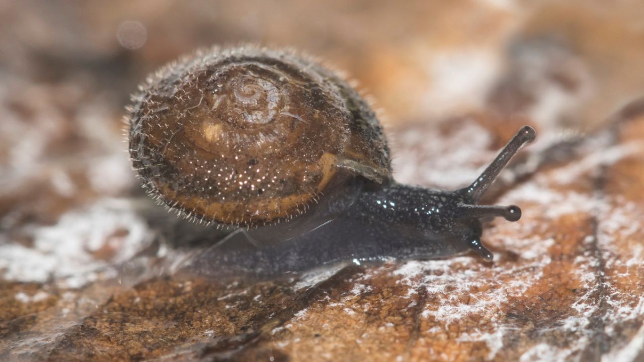 What Is the German Hairy Snail: Everything to About the 'Charming' Species and Why It's Now a Conservation Priority