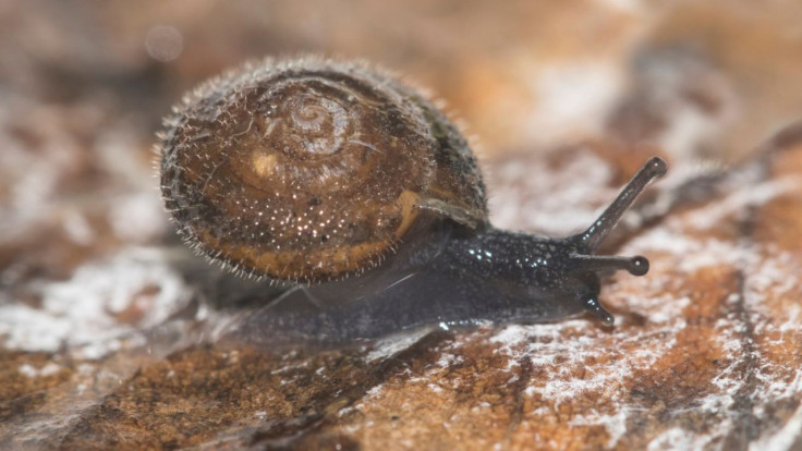 German Hairy Snail