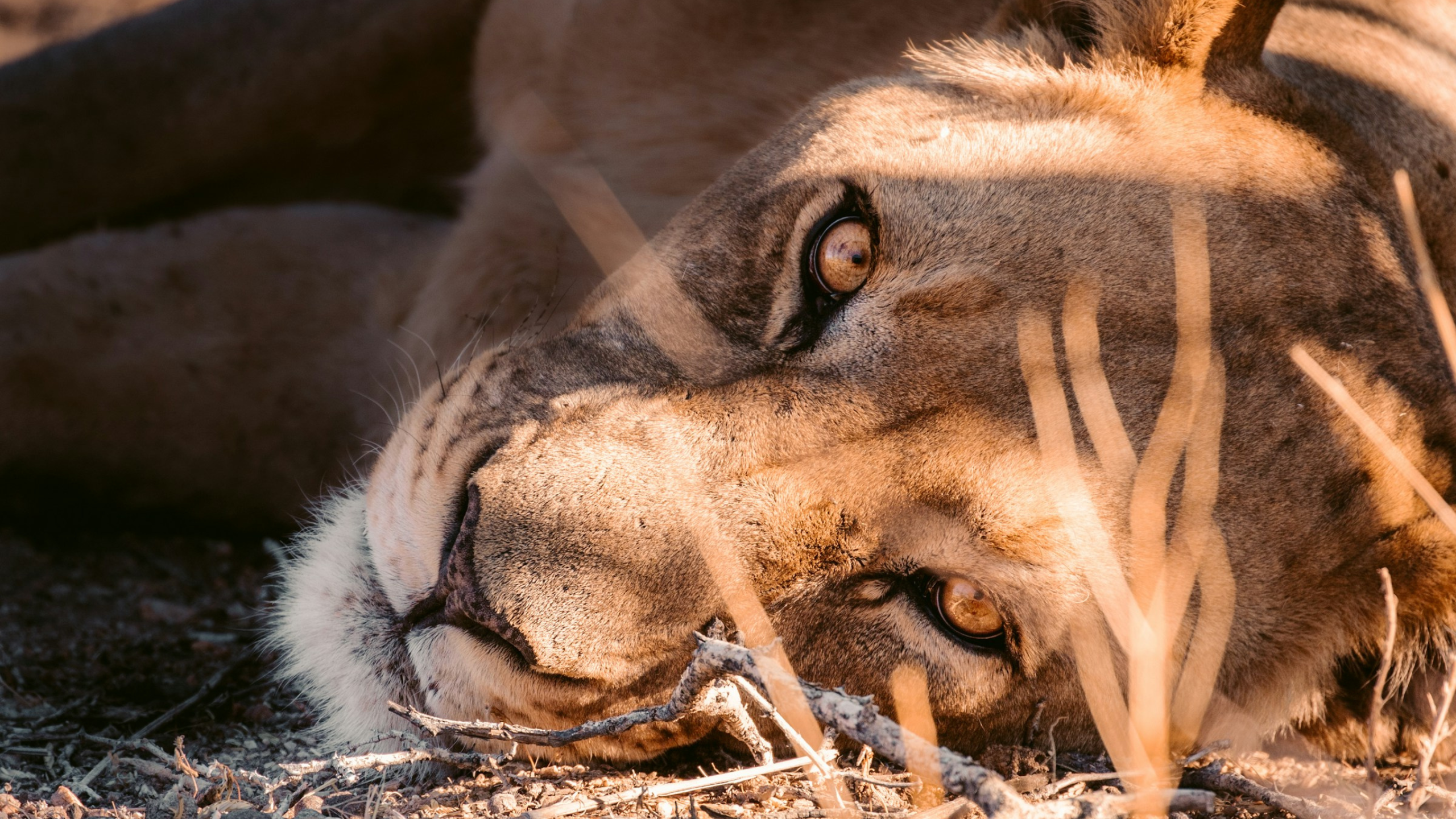 Gruesome Lion Attack Kills 19-Year-Old With Mental Health Issues After Climbing Zoo Enclosure in Brazil
