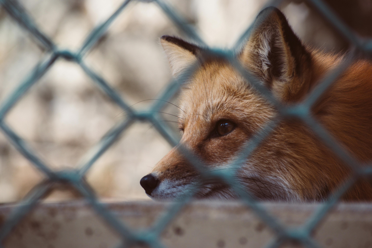 New York Fashion Week Bans Fur Promotion from 2026 in Major Animal Welfare Victory