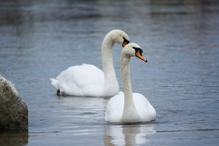 NYC Swan Pair