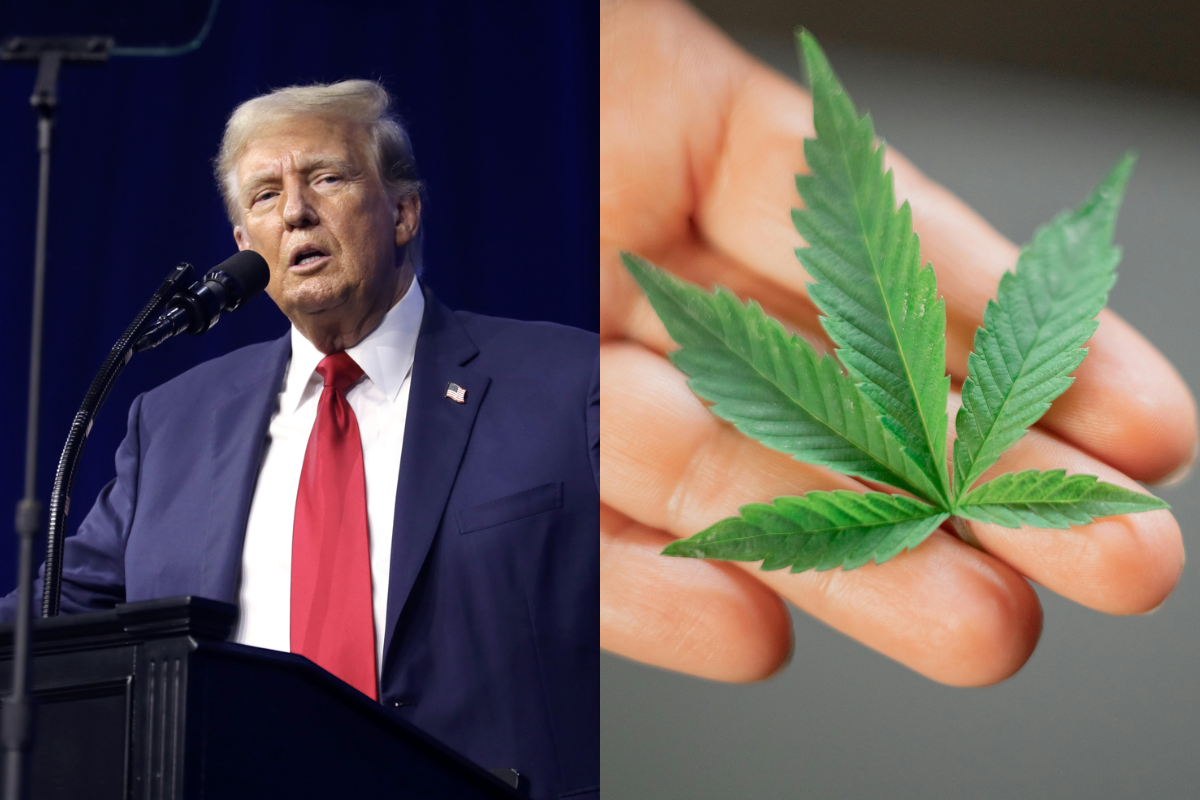 ibtimes.co.uk - Bernadette B. Tixon - Trump Eyes Marijuana Reclassification as GOP Backing Drops in New Polling