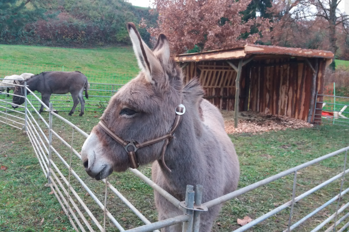 'Deranged Grinches' Wanted After Punching Nativity Donkeys, Defecating in Church During German Christmas Rampage