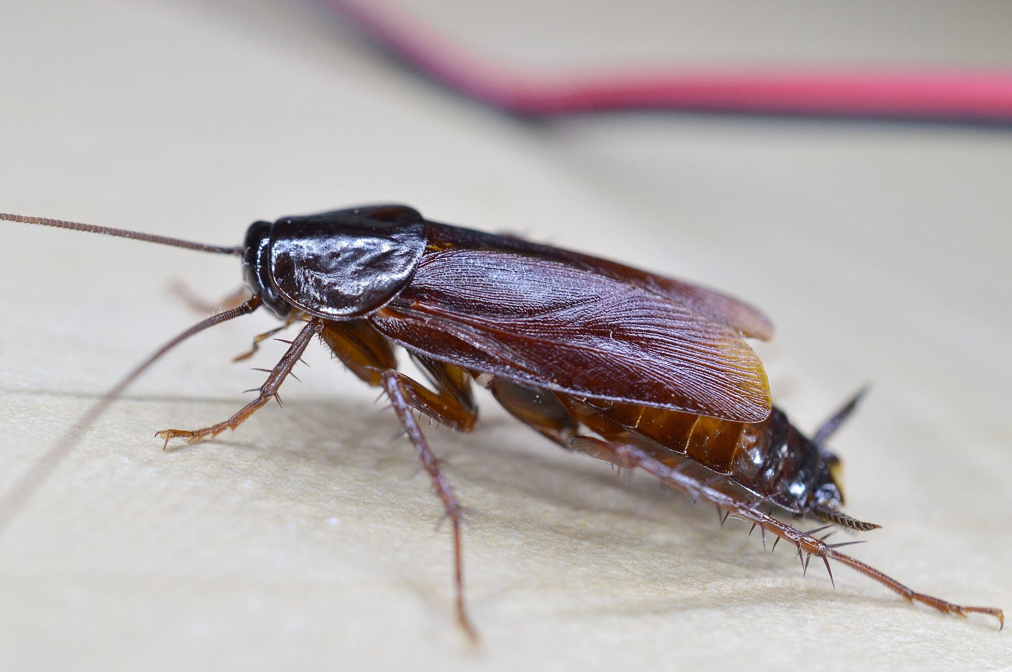 UK Homes Under Siege As Cockroach Infestations Surge; Residents Warn 'They Were Coming From Everywhere'