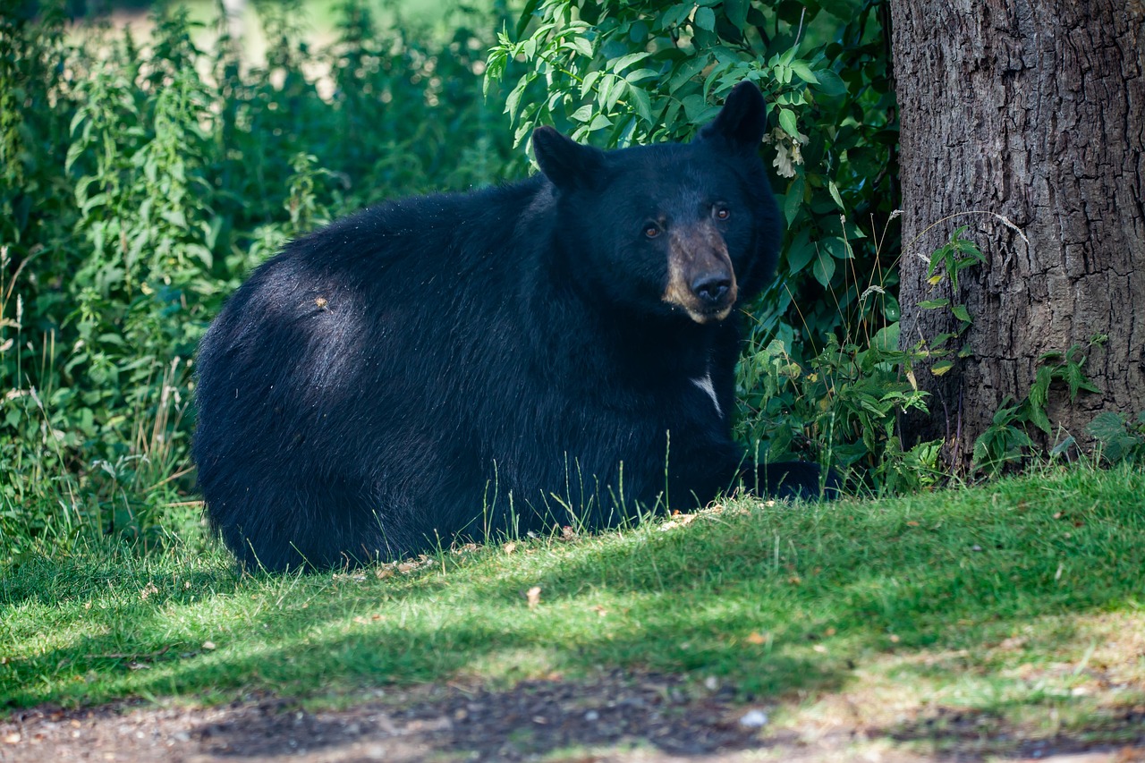 'Unusually Large' Black Bear Spotted Crossing Highway in Georgia: Is Massive 'Yogi Bear' Real or AI-Generated?