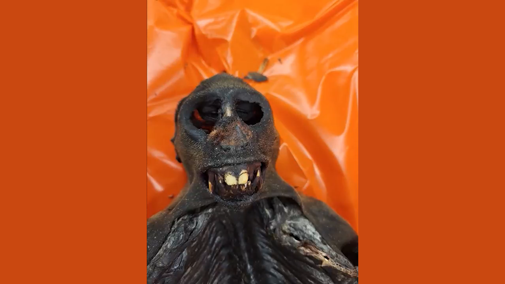 Nonhuman Primate Meat