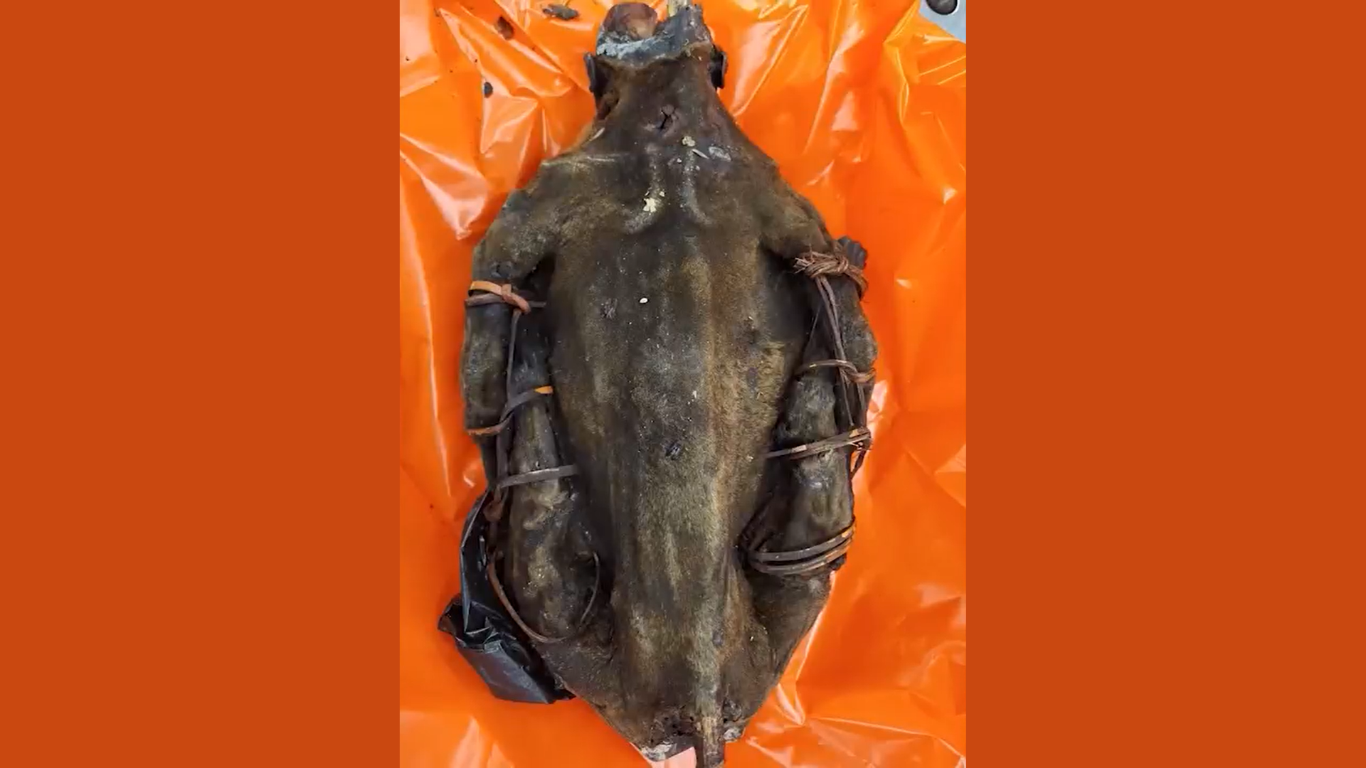 Nonhuman Primate Meat