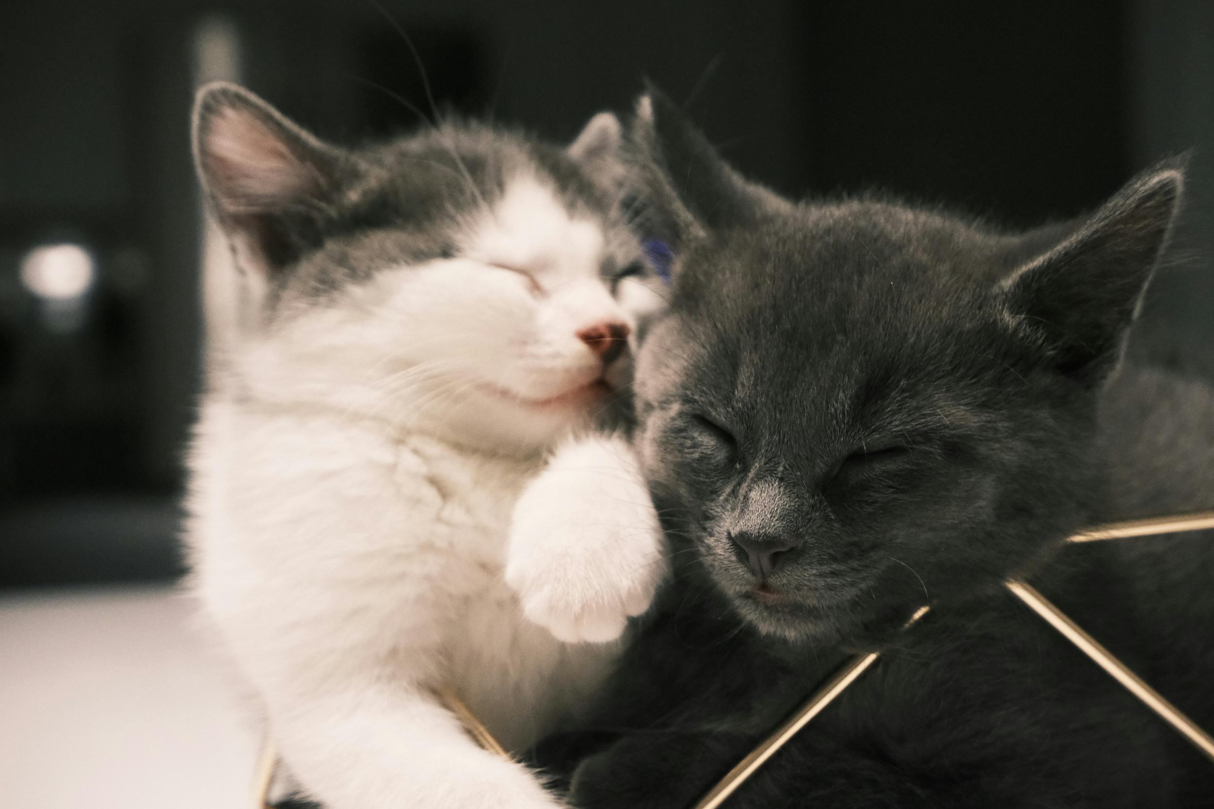 ibtimes.co.uk - Catherine Armecin Martin - 2-Cat Karen' Accuses Alaska Airlines of Ruining Her Christmas