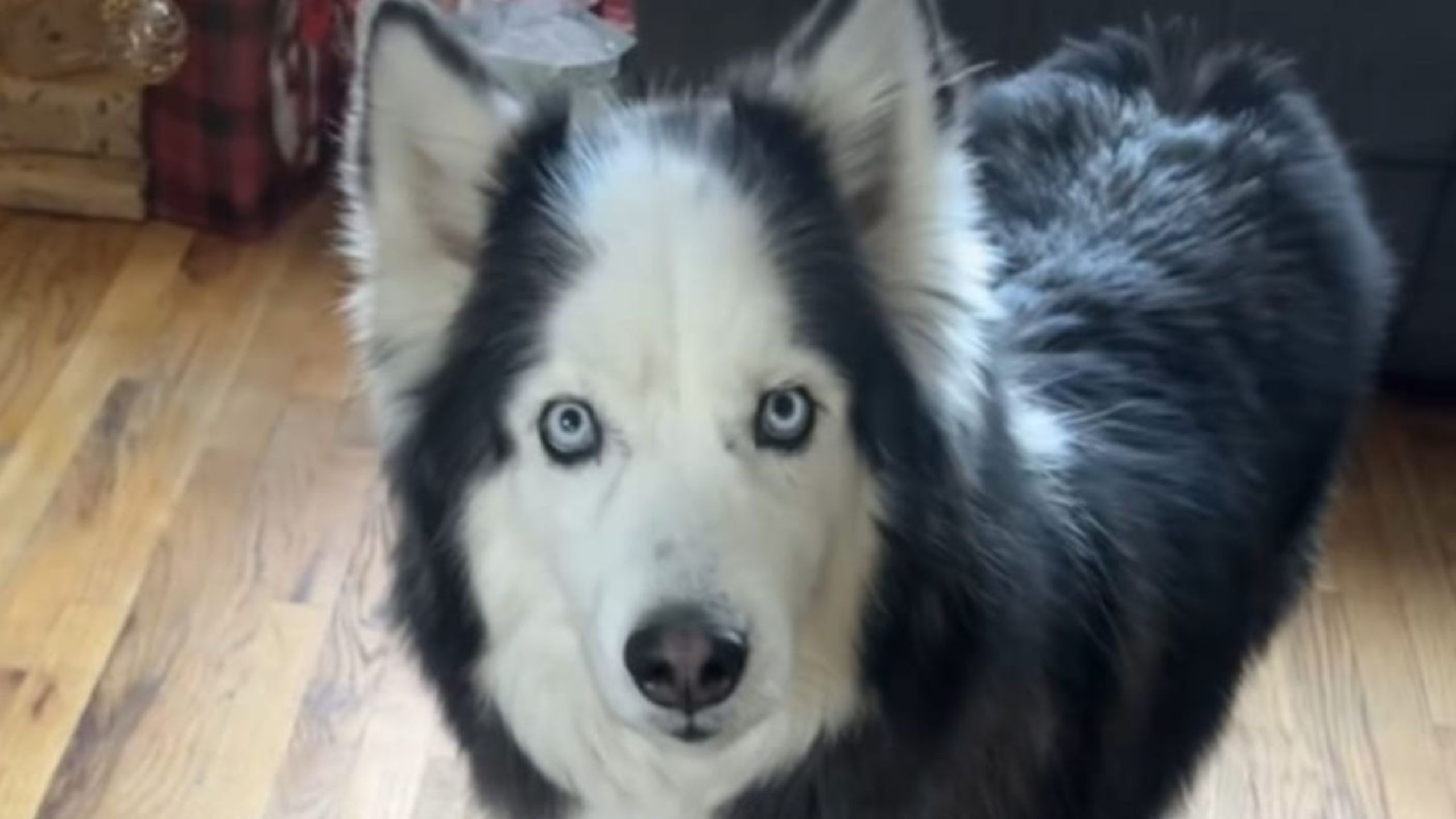 Watch: TikTok Making Fun of Siberian Husky Goes Viral for Having a 'Receding Hairline'
