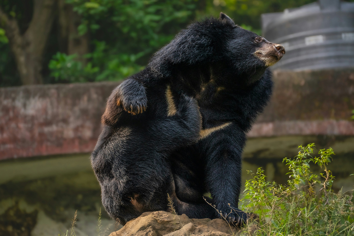 550-Pound Black Bear Refuses to Leave California Man's Home — Wrong Bear Trapped by Officials