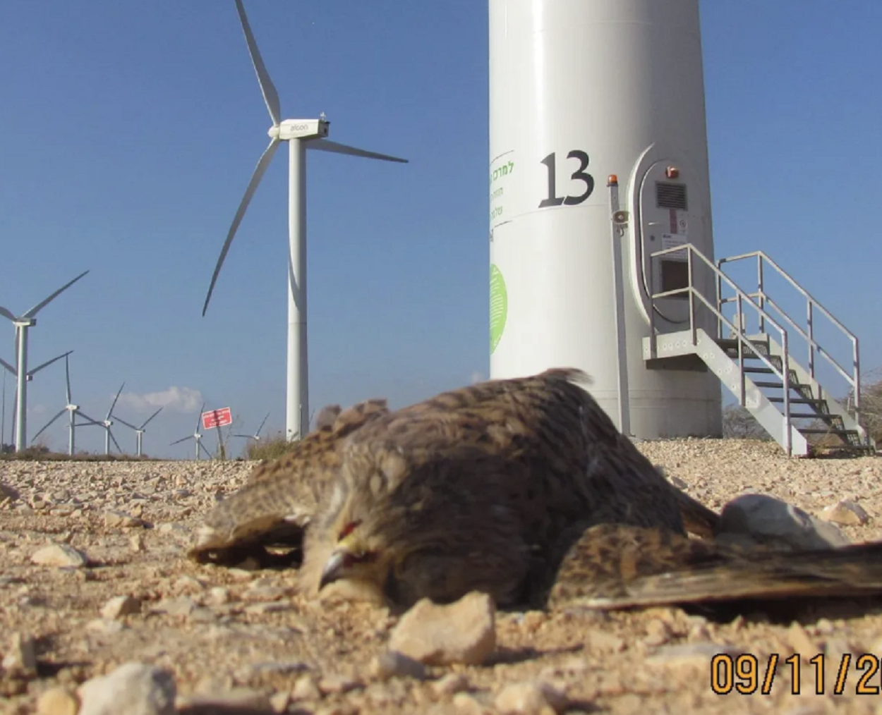 Against Wind Farms: Trump Uses Israel Bird Photo to Attack US Wind Farms, Humans and Birds Pay Price