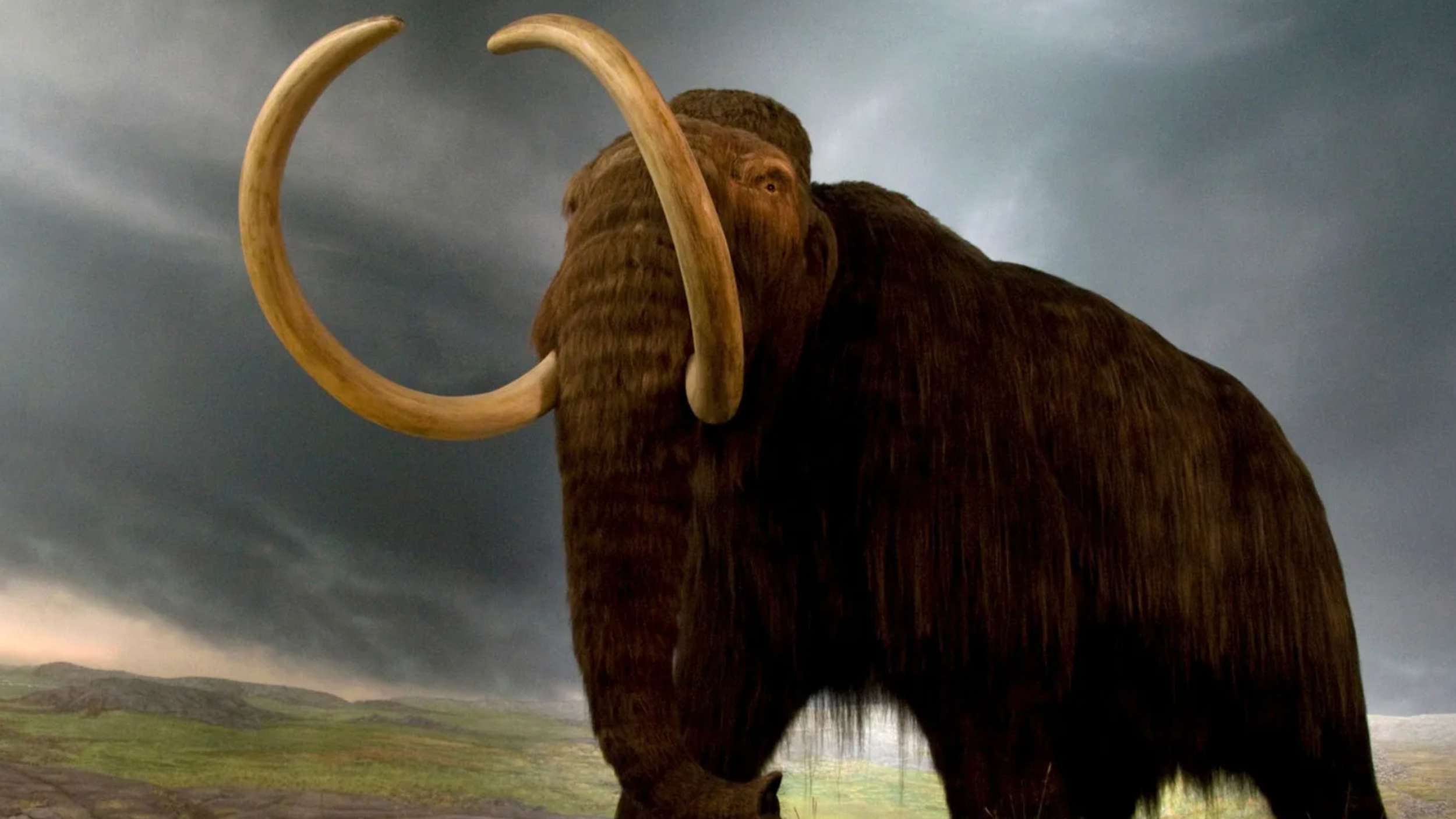 Alaska's 'Mammoth Discovery' Debunked: Ancient Whale Bones Misidentified for Decades