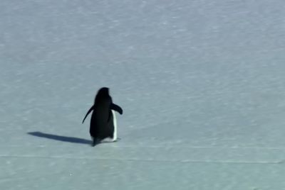 Trump's Meme Backfires And Leaves Bad Taste