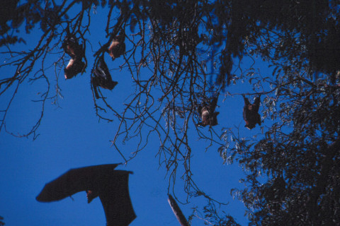 Bats