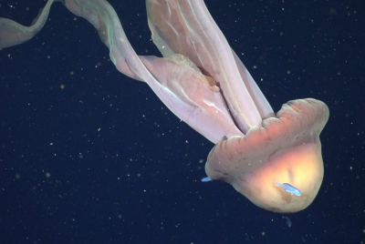 Rare Giant Phantom Jellyfish sighting off Argentina