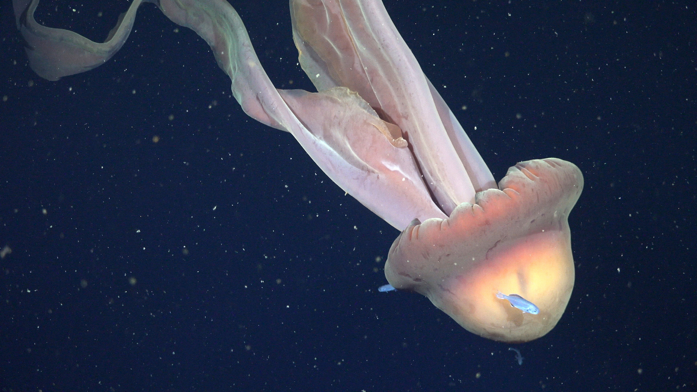 Giant Phantom Jellyfish Filmed In Deep Sea Experts Say It s One Of 