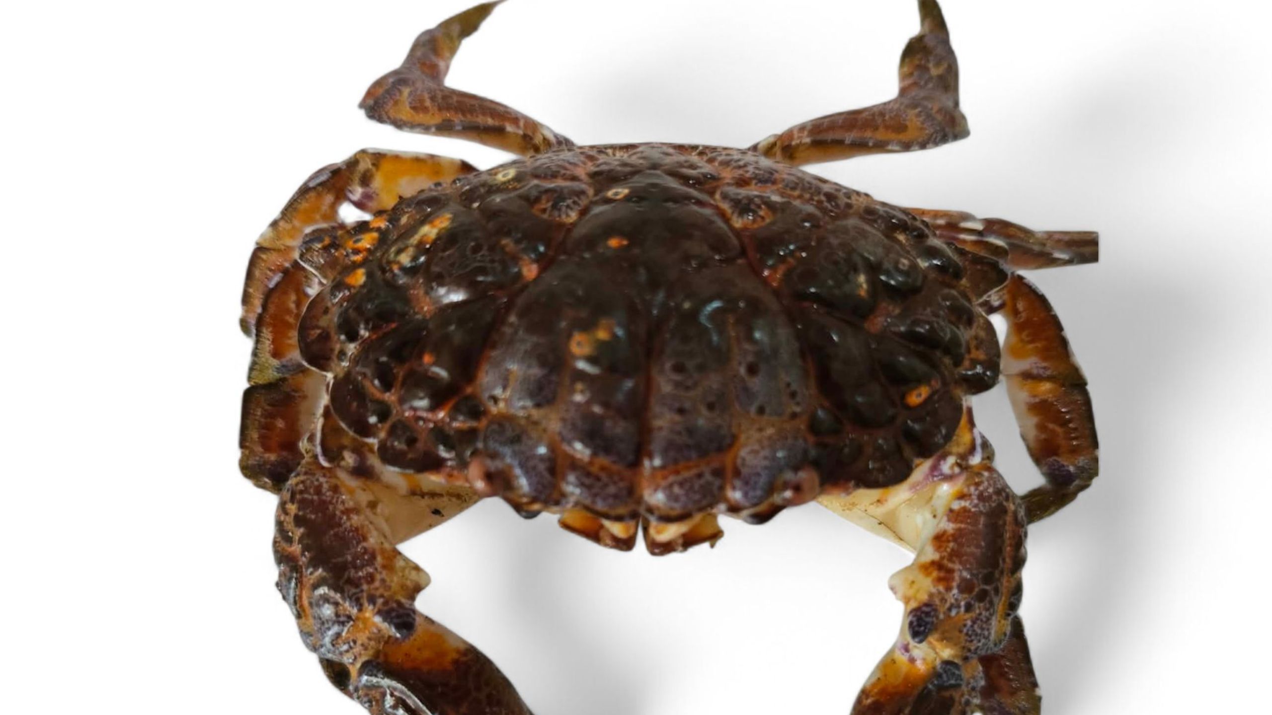 Devil Crab's Deadly Toxins: Saxitoxin and Tetrodotoxin Kill Filipino Food Influencer
