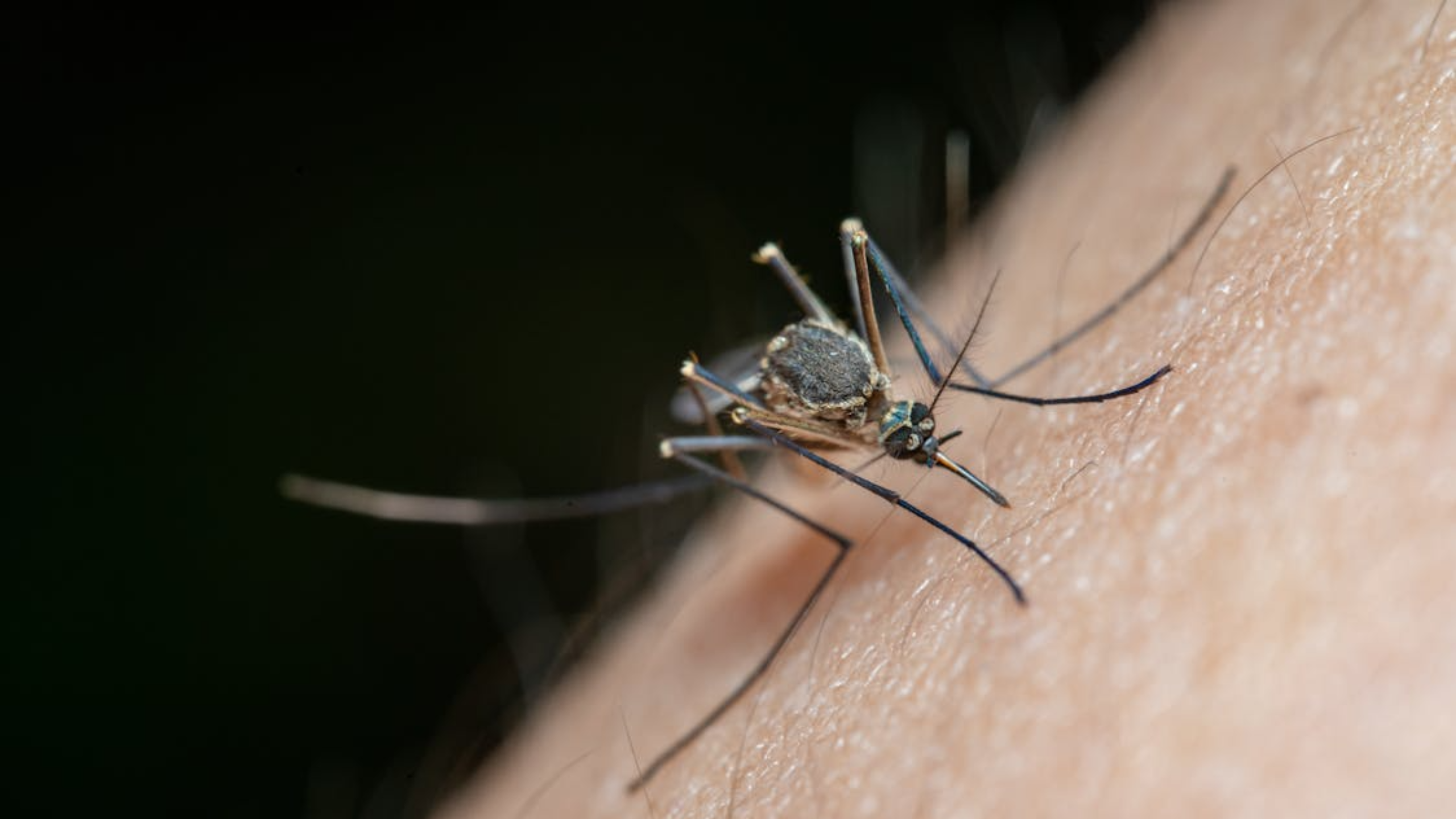 CDC Travel Advisory Warns of Chikungunya in Seychelles — What Are the Symptoms and Is There a Cure?