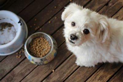 Dog Food Safety Under Scrutiny