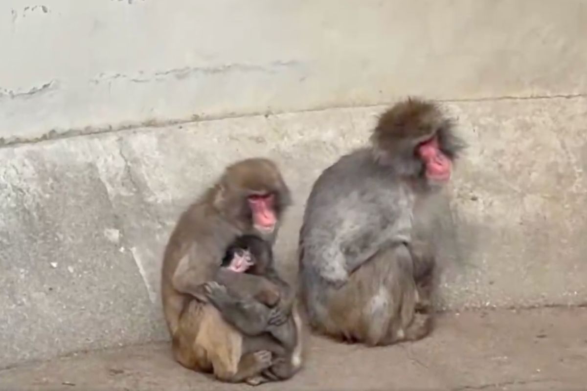 Punch The Monkey Once More Gets Bullied Days After Being Accepted — Returns To His Stuffed Orangutan