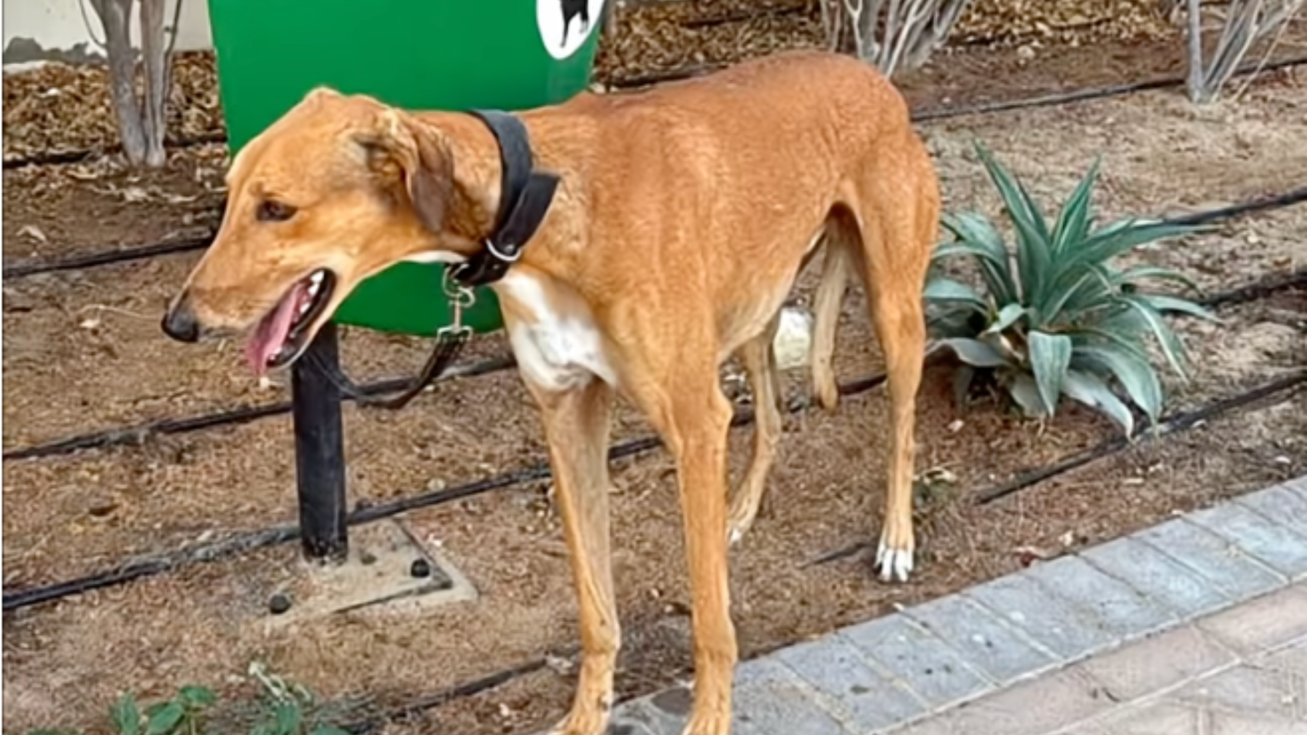 Dogs Tied To Poles, Kittens Left In Boxes: Dubai Expats Abandon Or Euthanise Pets Amid Iran Strike Panic