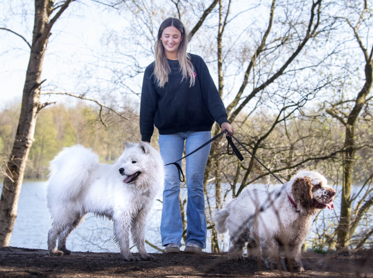 dog walking business