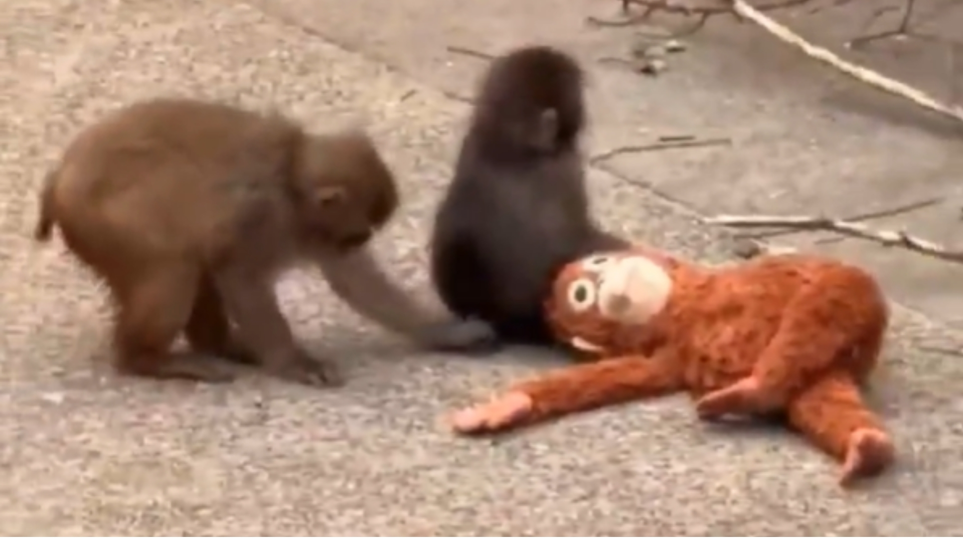 Americans Detained in Japan After Entering Enclosure of Internet-Famous  Baby Monkey 'Punch' | IBTimes UK