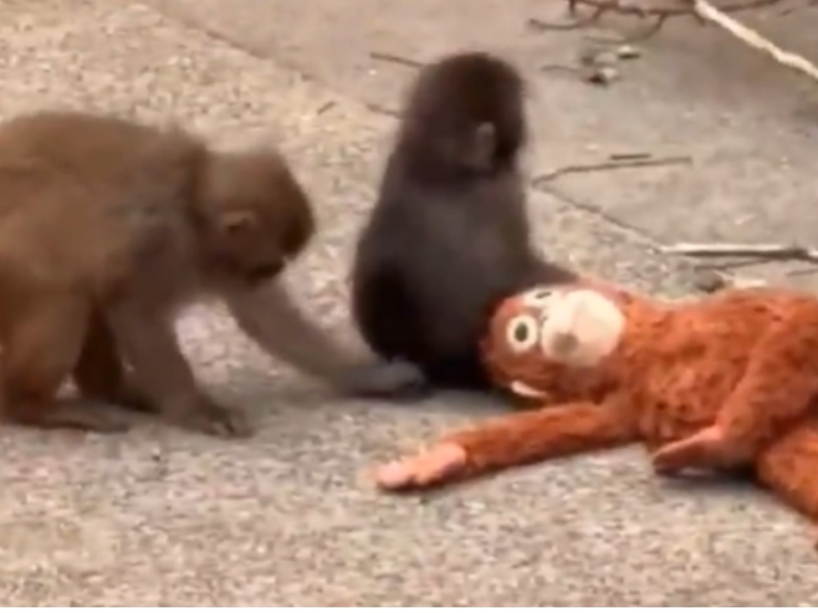 Americans Detained in Japan After Entering Enclosure of Internet-Famous Baby Monkey 'Punch' | IBTimes UK Americans Detained in Japan After Entering Enclosure of Internet-Famous Baby Monkey 'Punch' | IBTimes UK