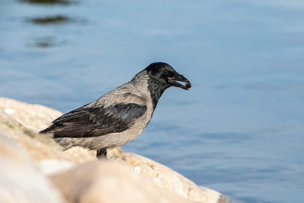Sweden's Smart Device Trains Crows to Collect Urban Trash for Food