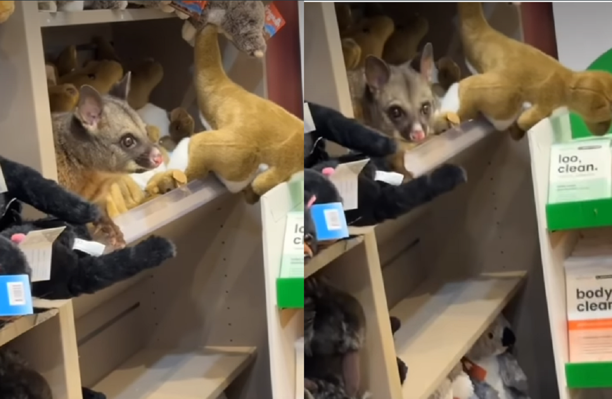 Only in Australia: A Real Possum is Found at the Airport's Plush Toy Shop, 'Looks So Real, But It's Alive!'