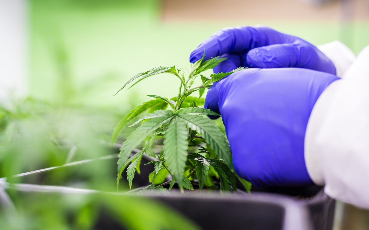 Why Mama Kana Is Becoming the Go-to Name for CBD Flowers in the UK