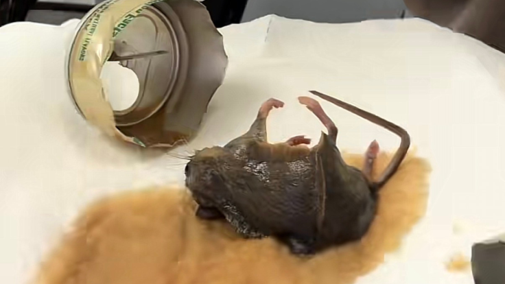 Mouse Inside Sealed Double Shot Energy Can