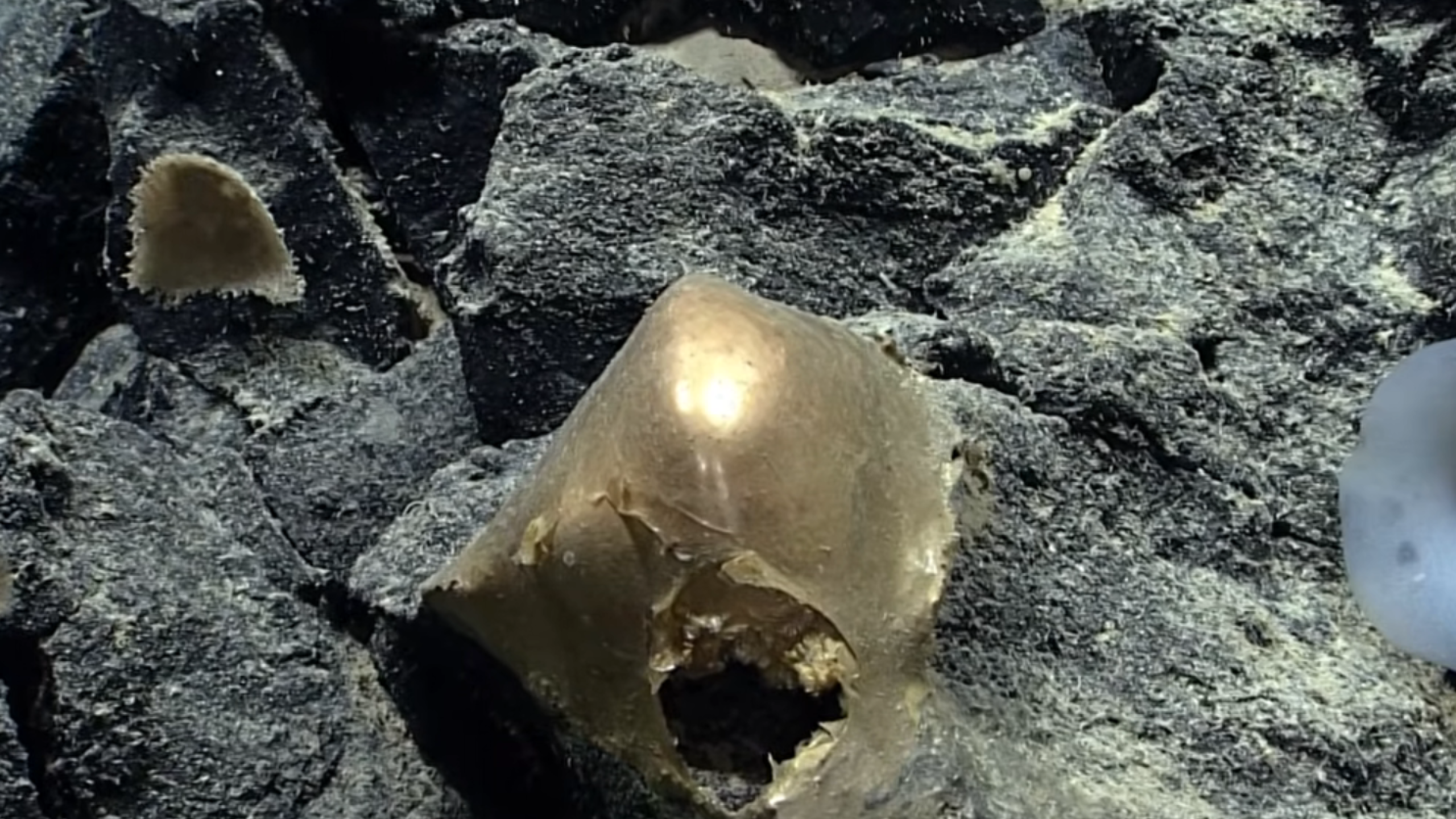 NOAA 'Golden Orb' Identified as Part of the Base of a Giant Sea Anemone—But the Missing Creature Deepens the Mystery