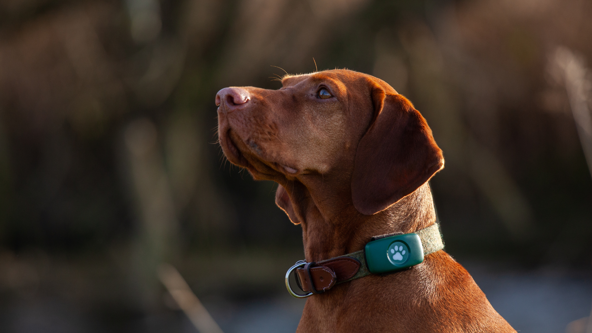 PitPat Dog GPS Tracker Review: Does It Live Up to the Hype?