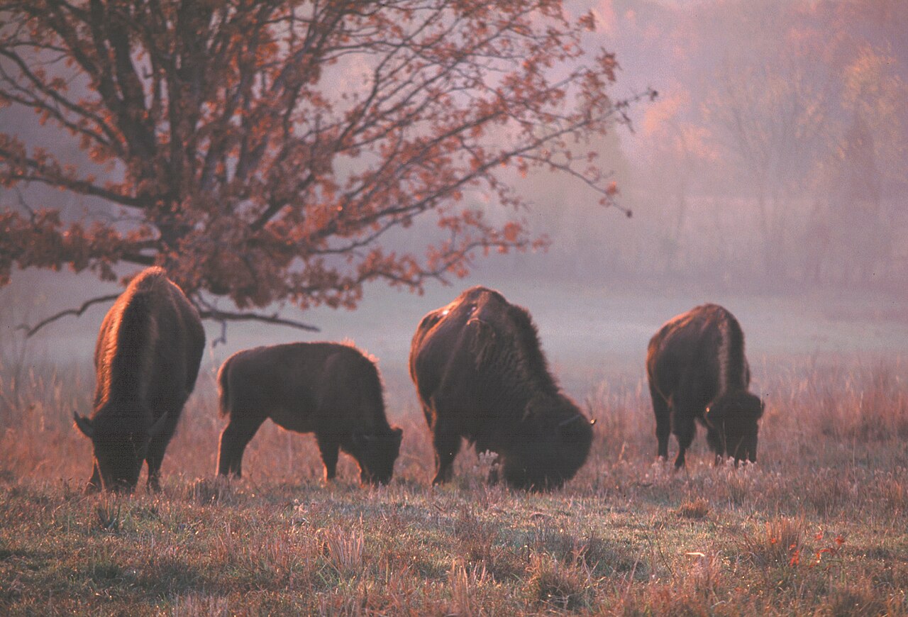 Trump Administration Targets Wild Bison: New Policy Moves to Evict Beasts From Protected Federal Grasslands Nationwide