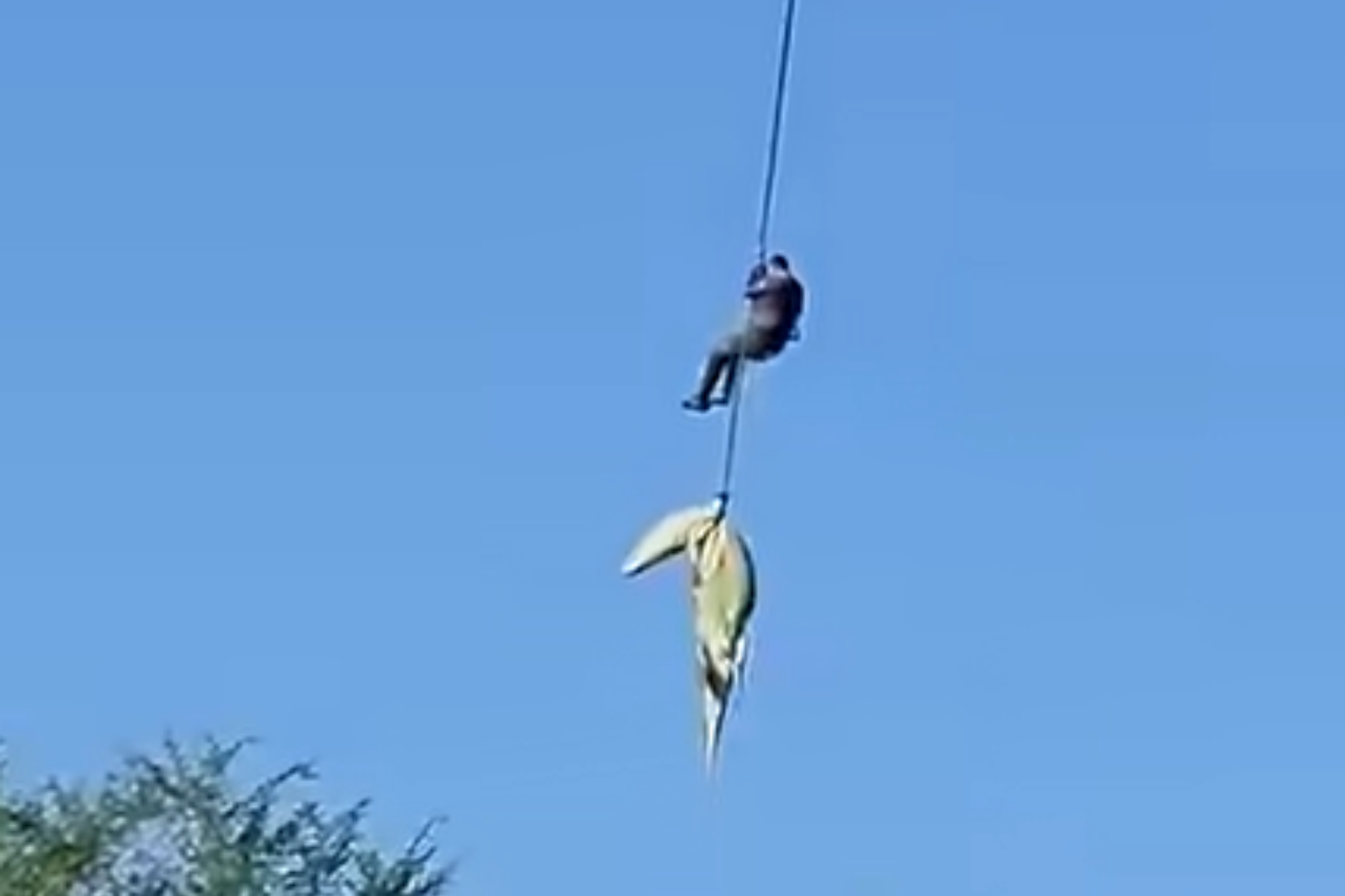 Giant Crocodile Airlifted by Helicopter: Bizarre Video Went Viral as Human Remains and Six Shoes Found Inside