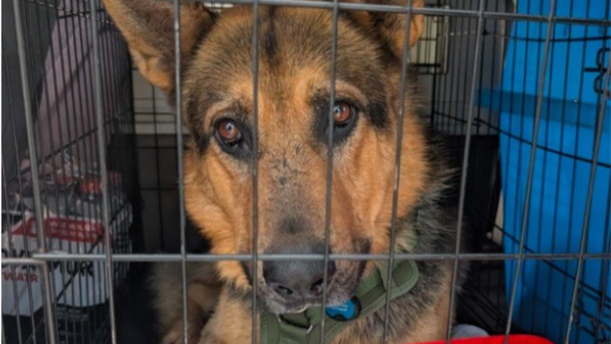 German Shepherd Update: Abandoned Dog at California Walmart Faced Euthanasia Risk—Then This Happened