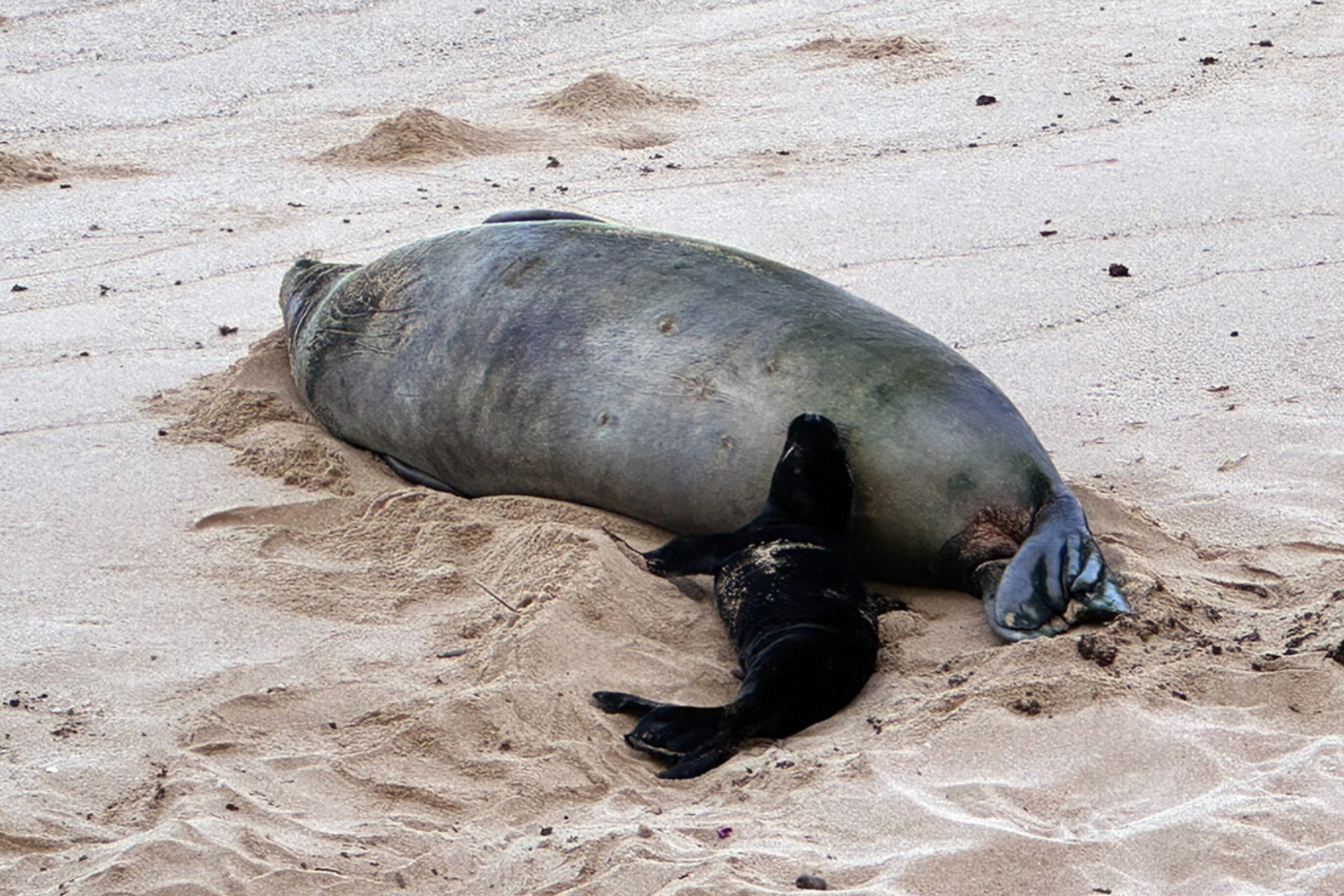 'I Don't Care': Hawaii Tourist Detained for Hurling Rock at Endangered Monk Seal 'Lani'