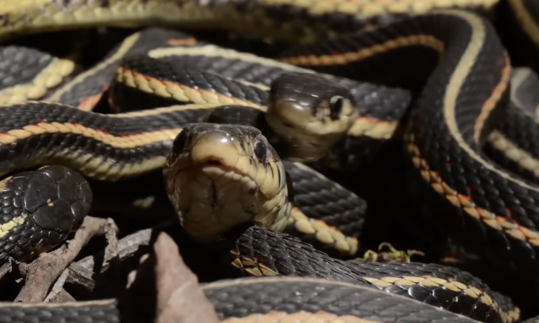 Montana Farmhouse Snake Infestation: Mother's Terror as Reptiles 'Drop' From Foundation