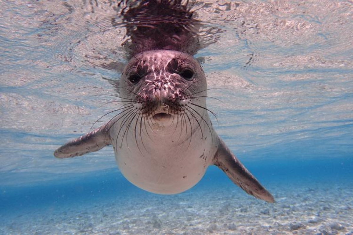 Quick Facts On Lani – The Seal A Cruel Tourist Threw A Rock At In Hawaii: Why Is She Important?