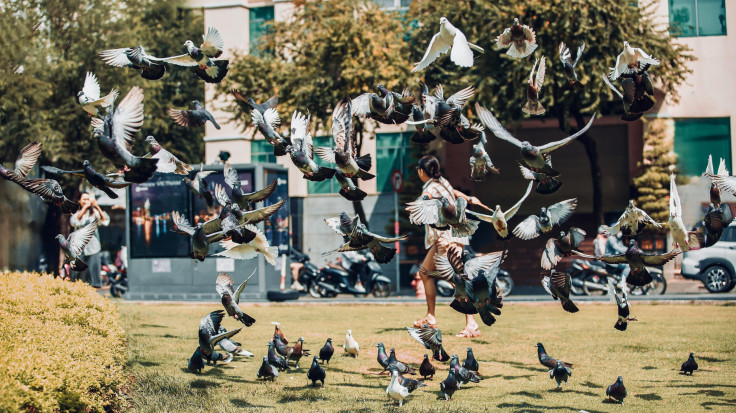 Birds in the city