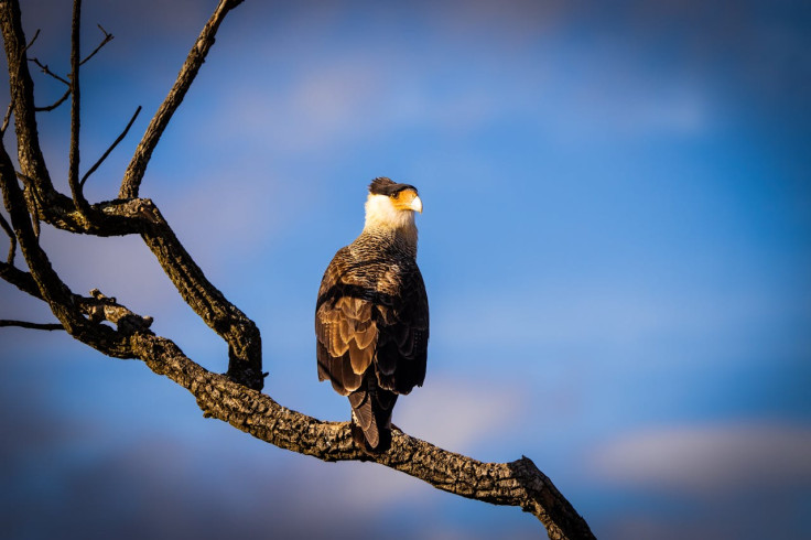Caracara