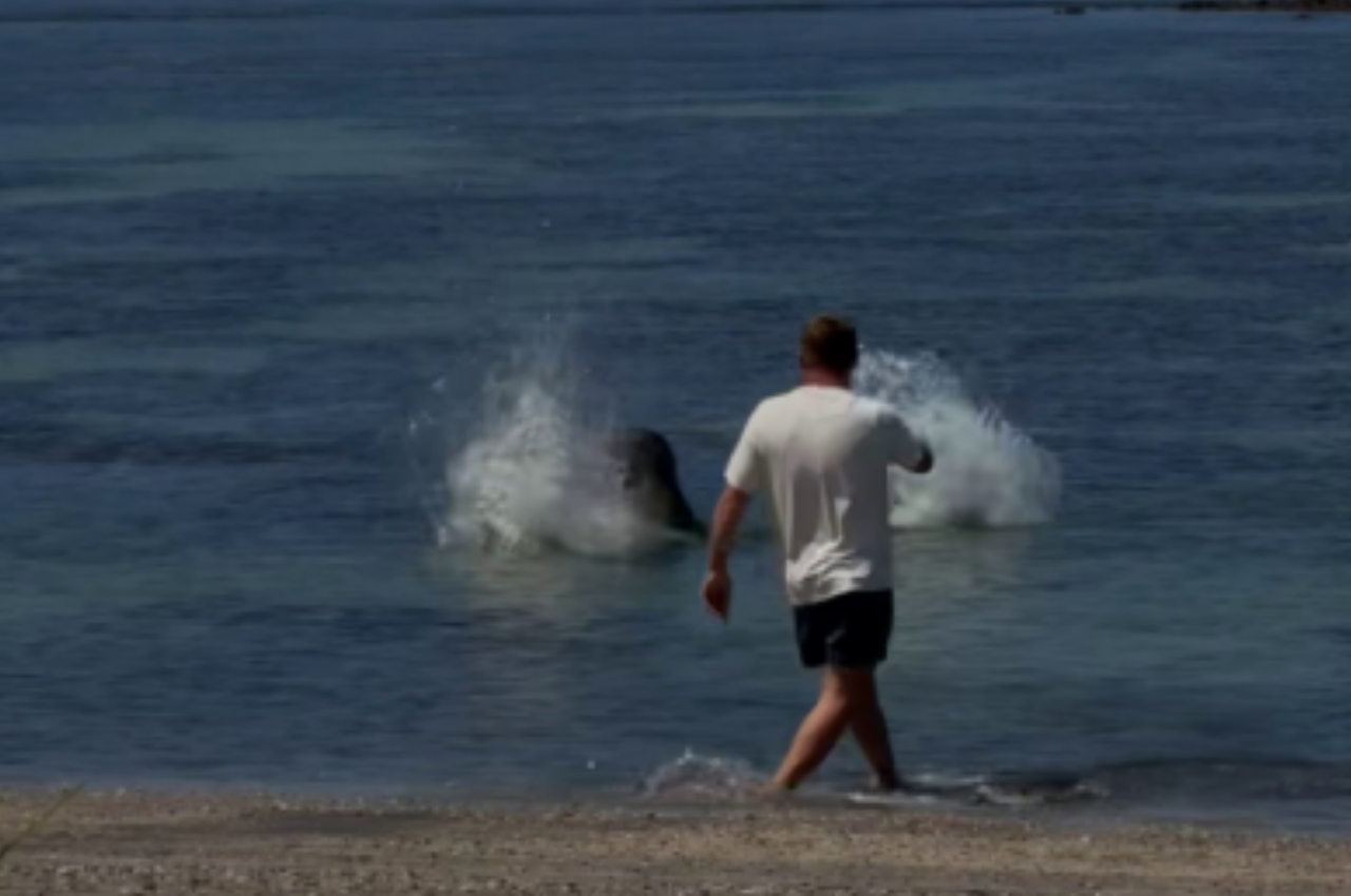 Igor Lytvynchuk Arrested: 'Rich' Tourist Faces $70K Fine For Attacking Beloved Hawaii Monk Seal 'Lani'
