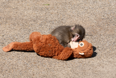 Punch The Monkey