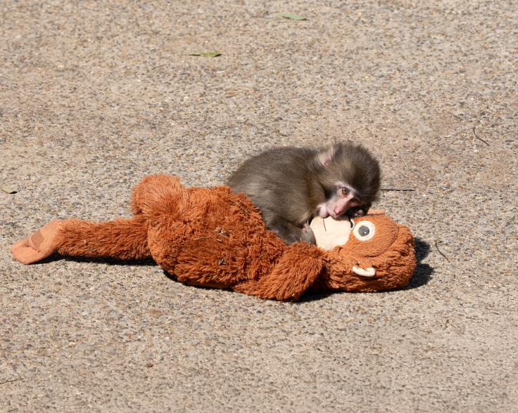 Punch The Monkey