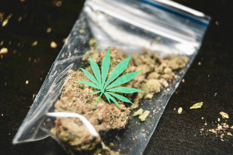 Cannabis