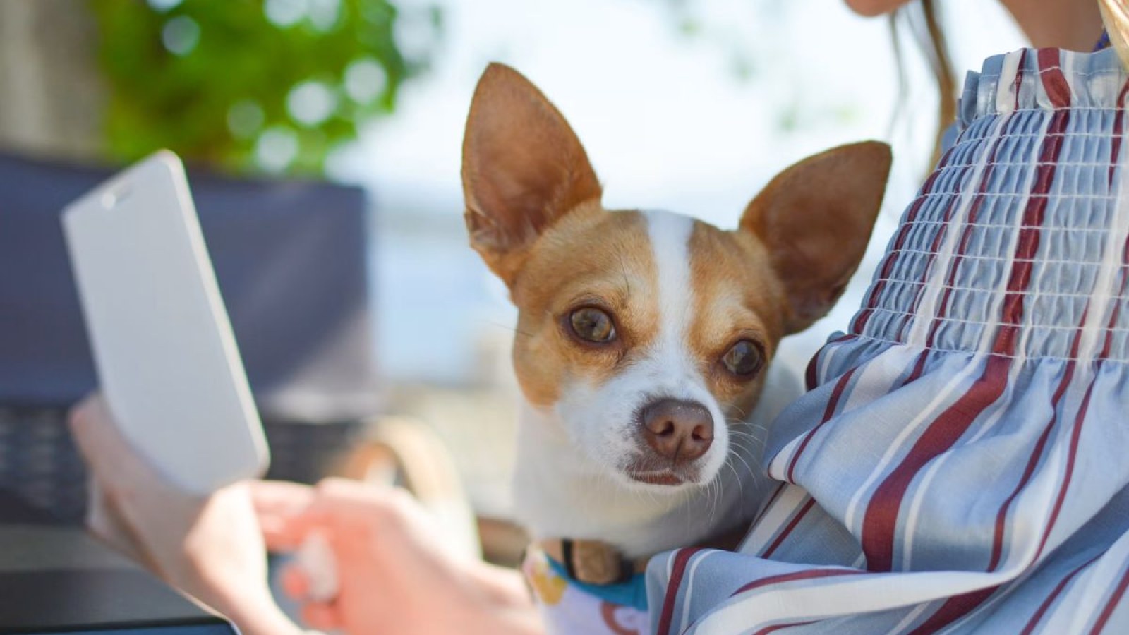 Chinese AI Company Rolls Out '95% Accurate' Pet Translator to Help Owners Finally Understand Dogs