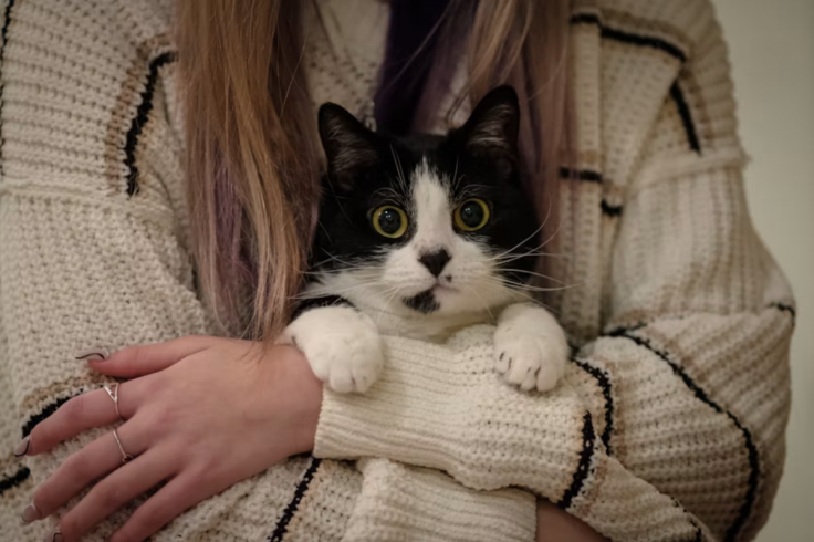 Pet owners pets cat