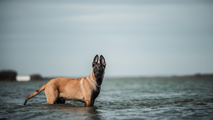 Belgian Malinois